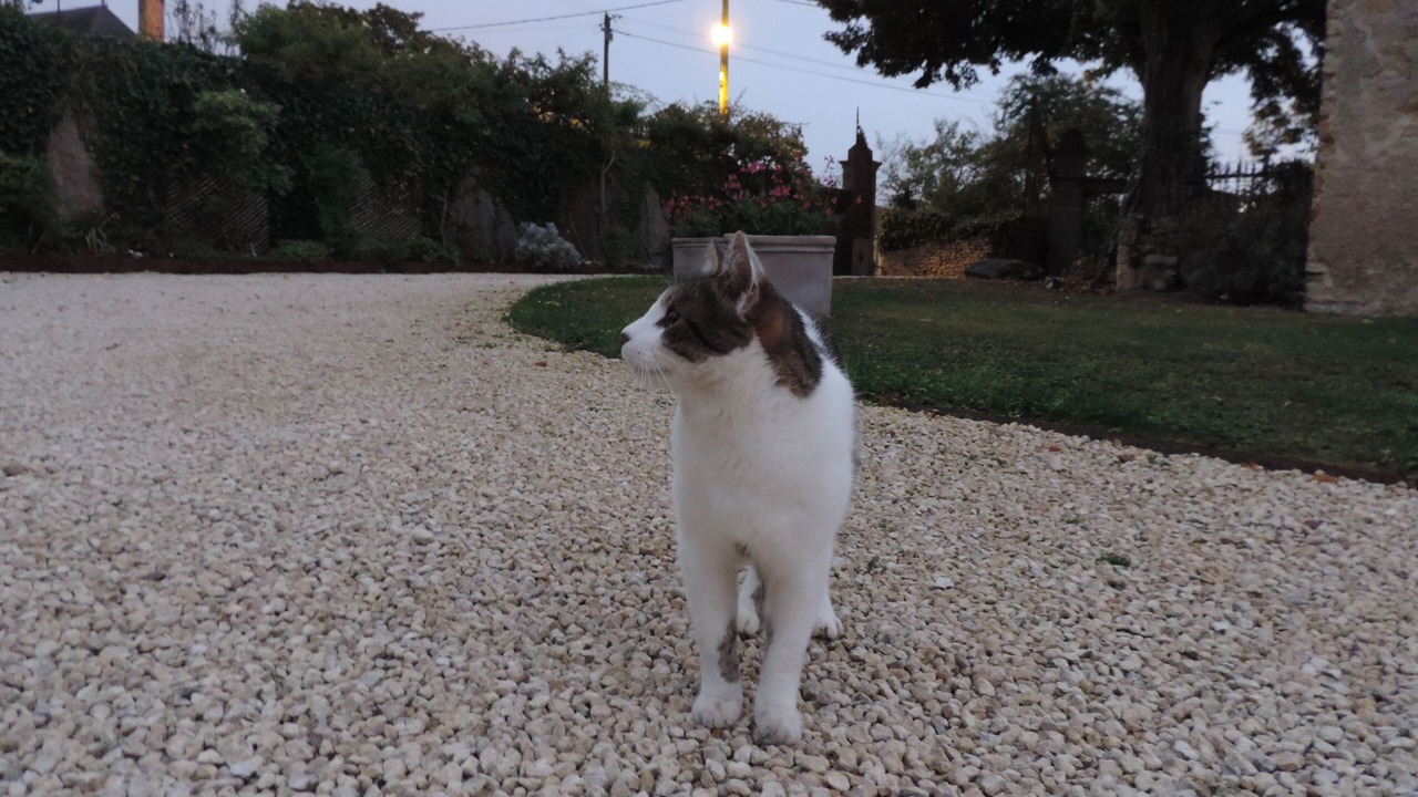 Photo of Outdoor in Airvault