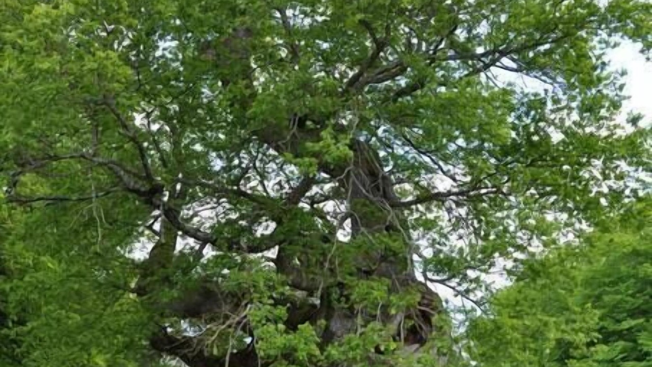 Photo of Outdoor in Cour-Cheverny