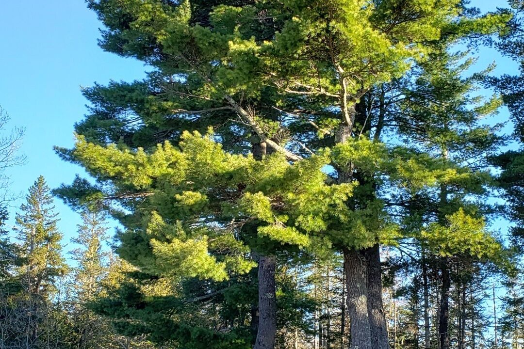 Photo of Outdoor in Saint David