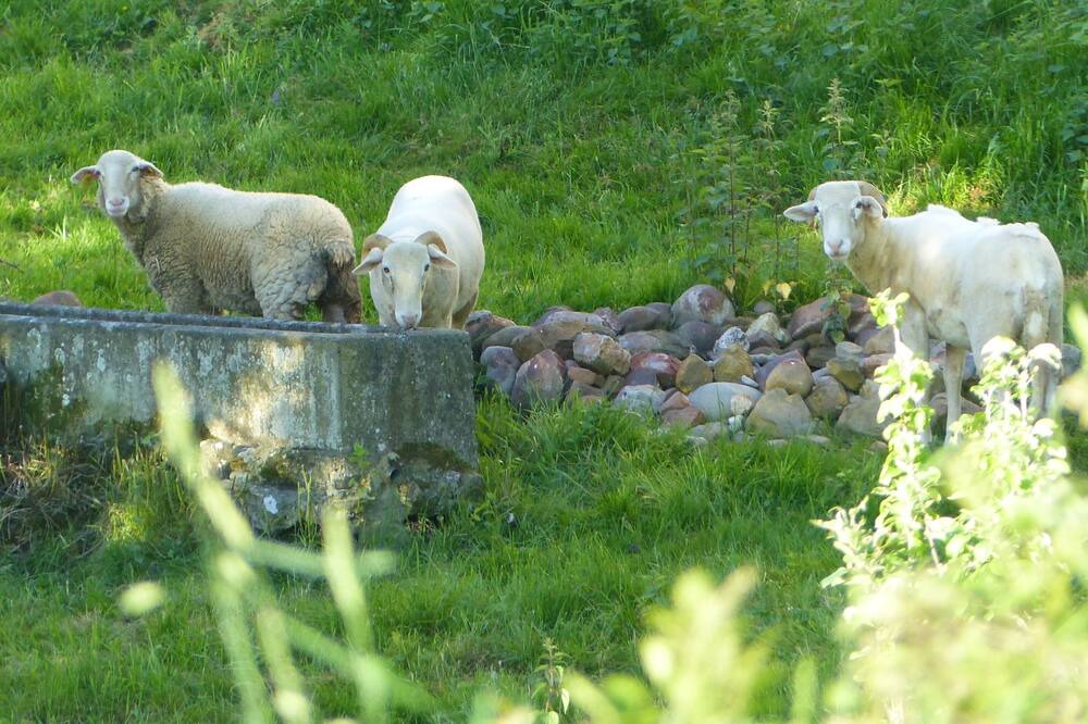 Photo of Outdoor in Lestelle-Betharram