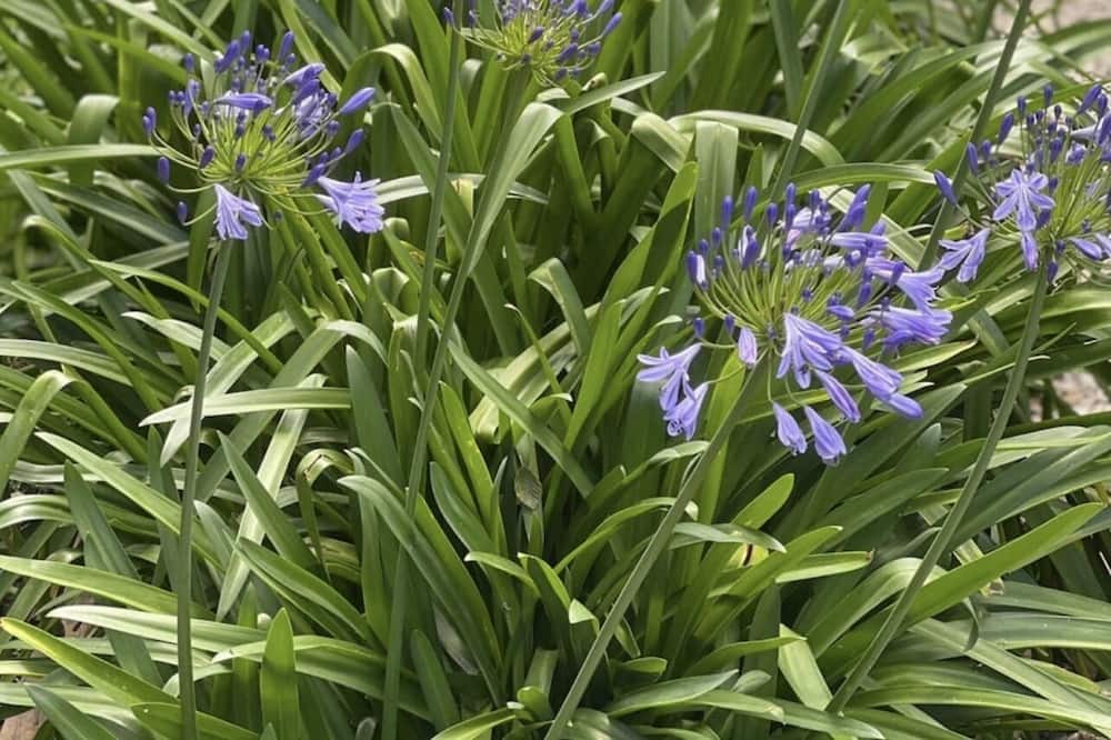 Photo of Outdoor in Wallerawang