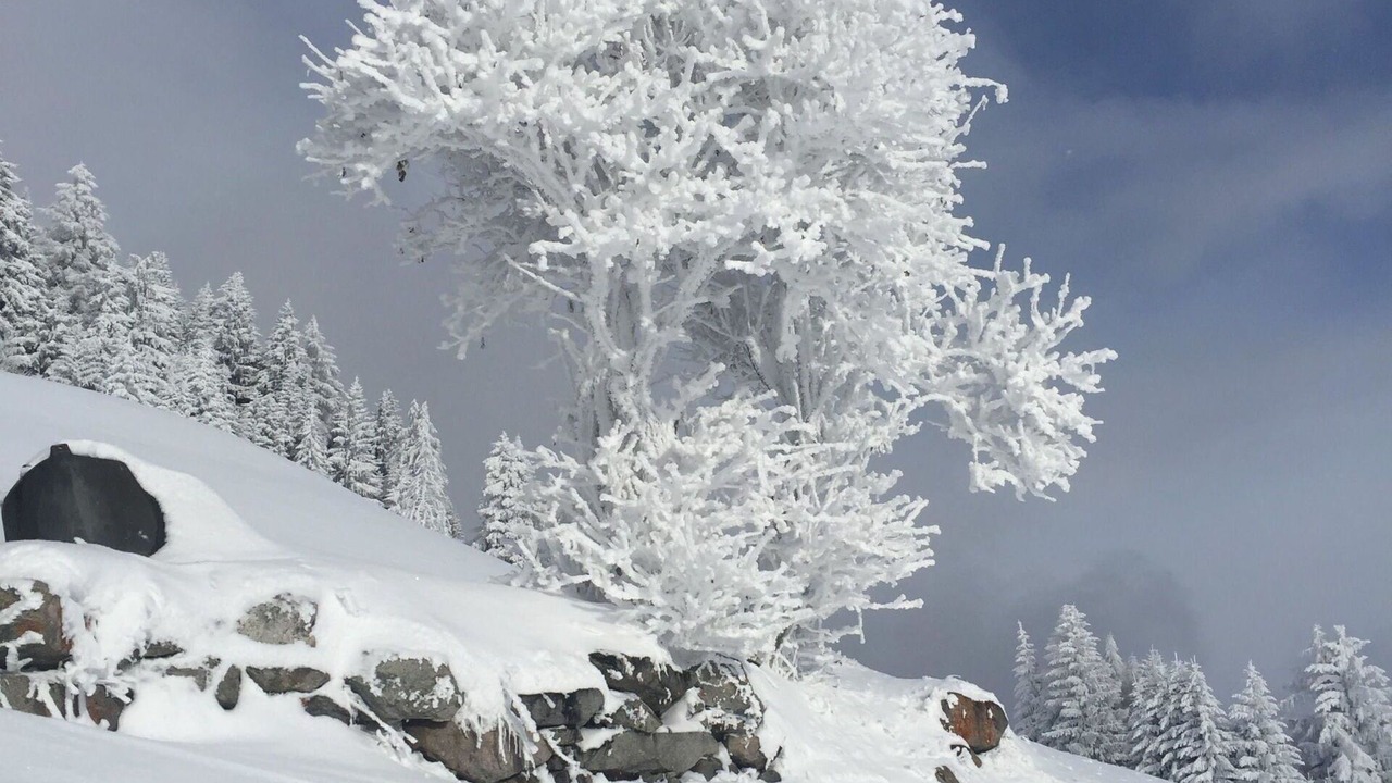 Photo of Others in Bettmeralp