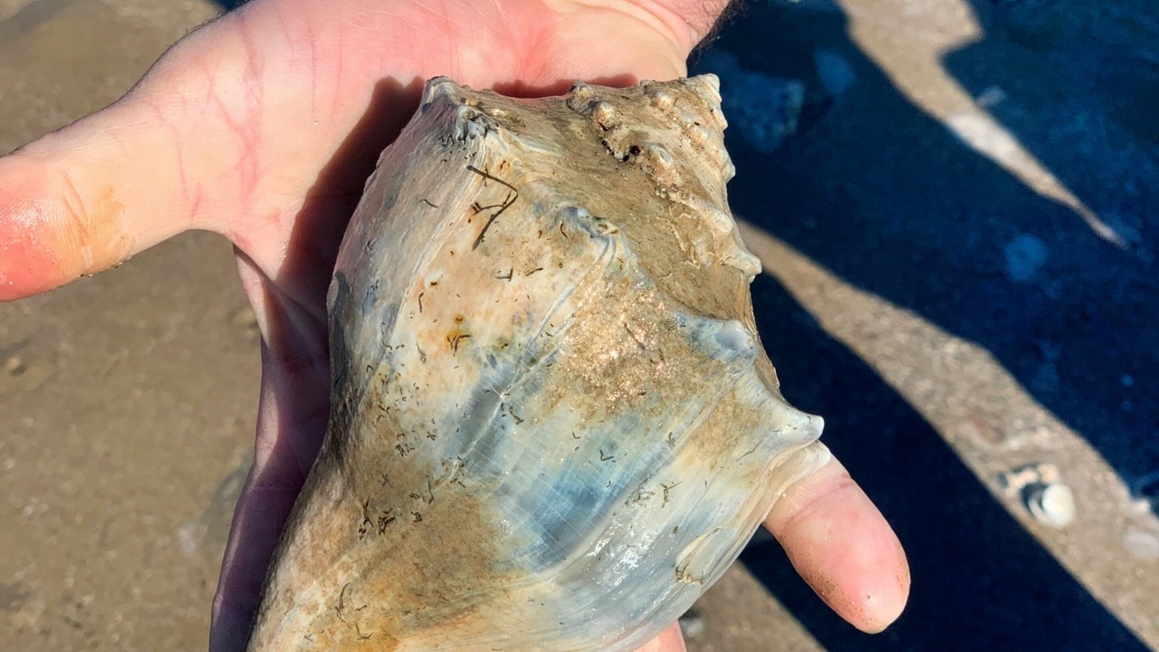 Photo of Others in Surfside Beach
