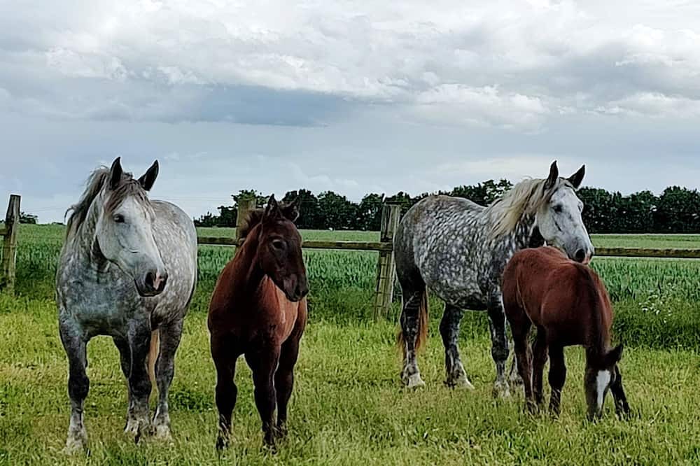 Photo of Others in Saint-Fulgent-des-Ormes