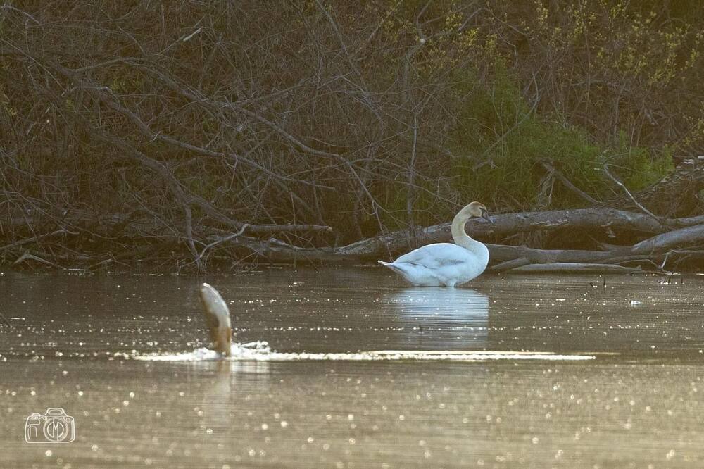 Photo of Others in Ruthven