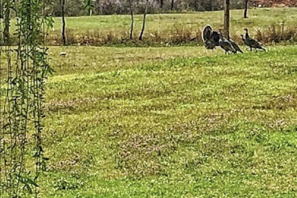 Photo of Outdoor in Wheatland