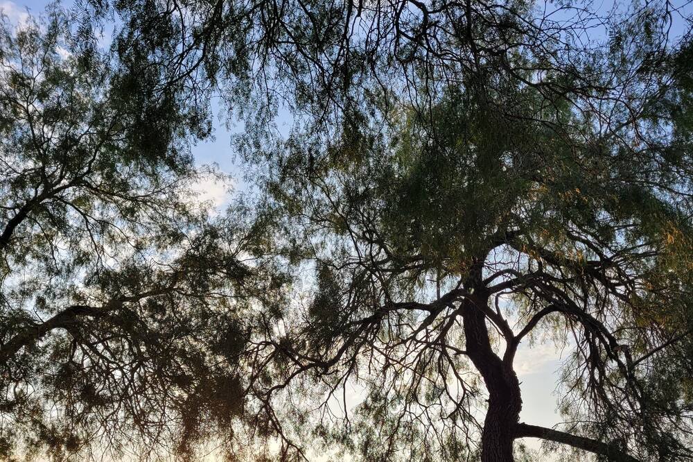 Photo of Outdoor in McAllen