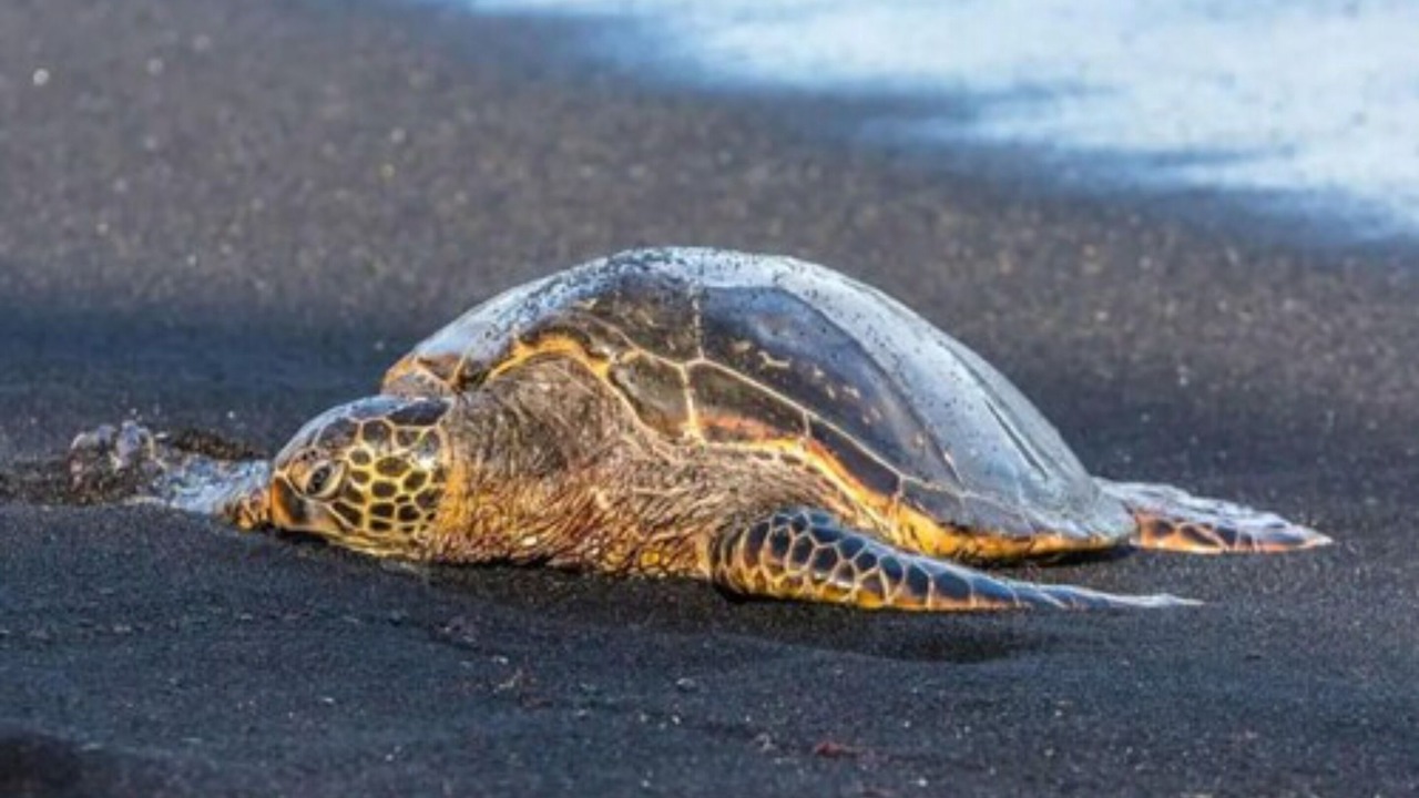 Photo of Others in Ocean View