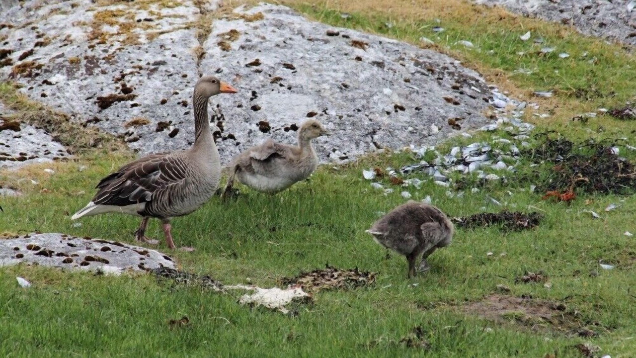 Photo of Others in Flodabay