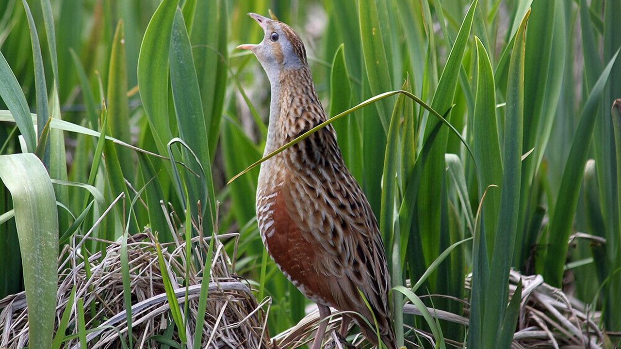 Photo of Others in Isle of North Uist
