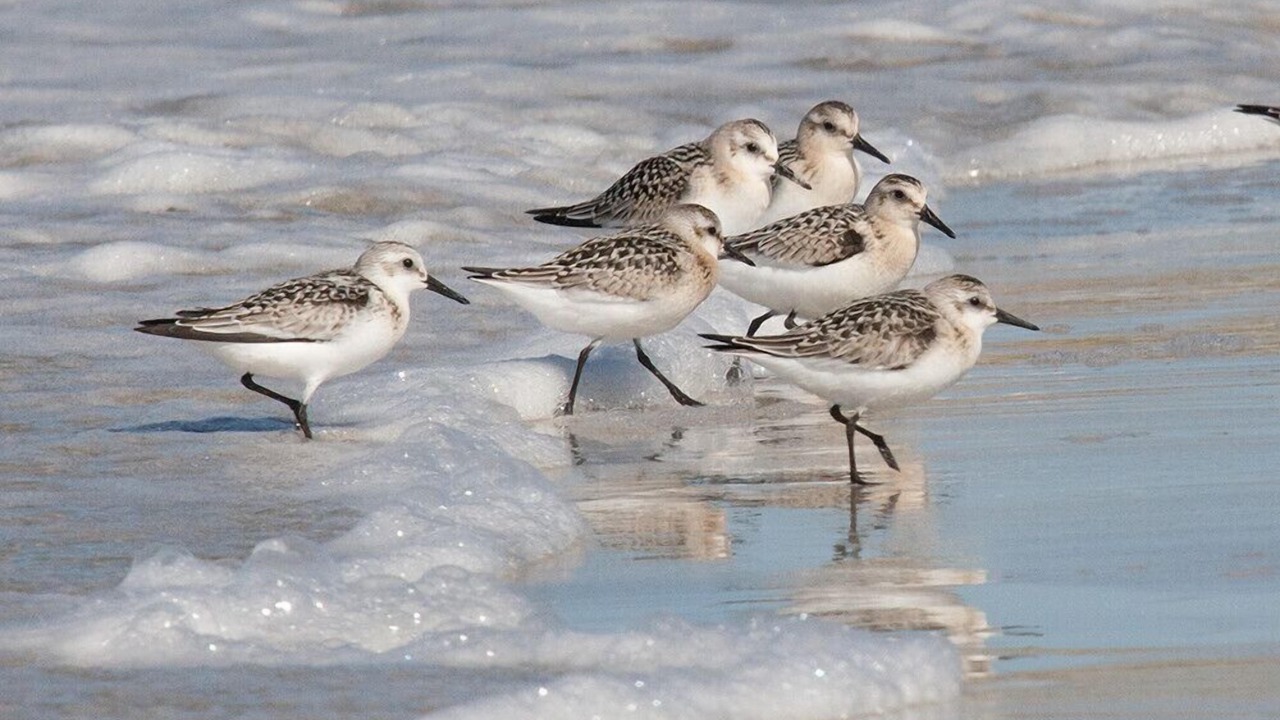 Photo of Others in Isle of North Uist