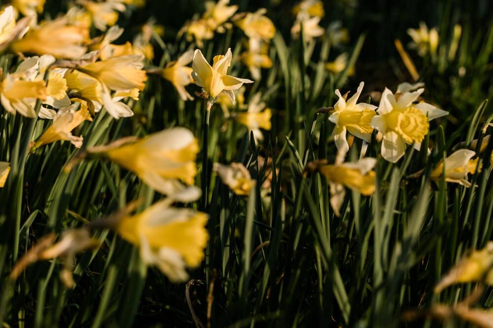 Photo of Outdoor in Bordeaux-Saint-Clair