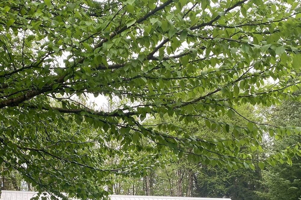Photo of Outdoor in Woodgate