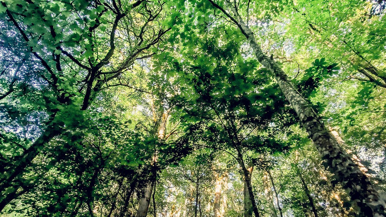 Photo of Others in Langeais