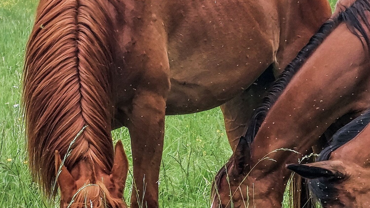 Photo of Outdoor in Langeais