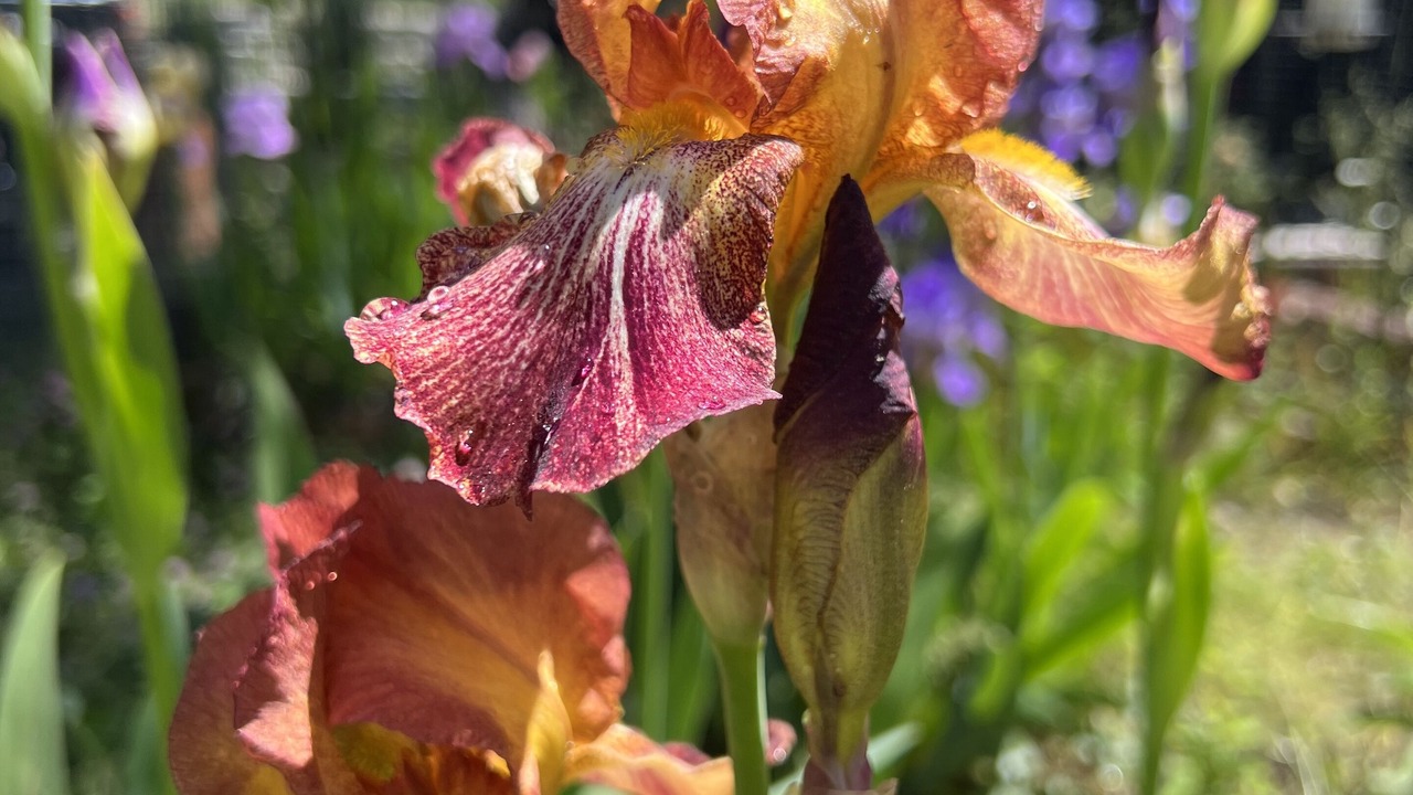 Photo of Others in Hot Springs