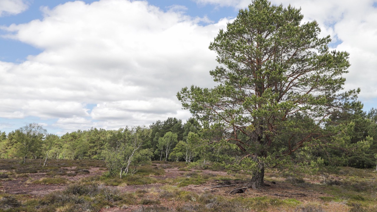 Photo of Others in Aberlour