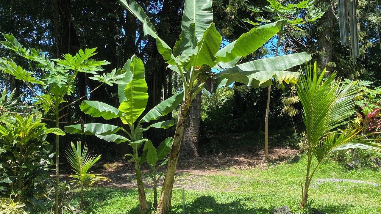 Photo of Outdoor in Keaau