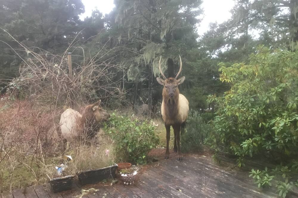 Photo of Outdoor in Surf Pines