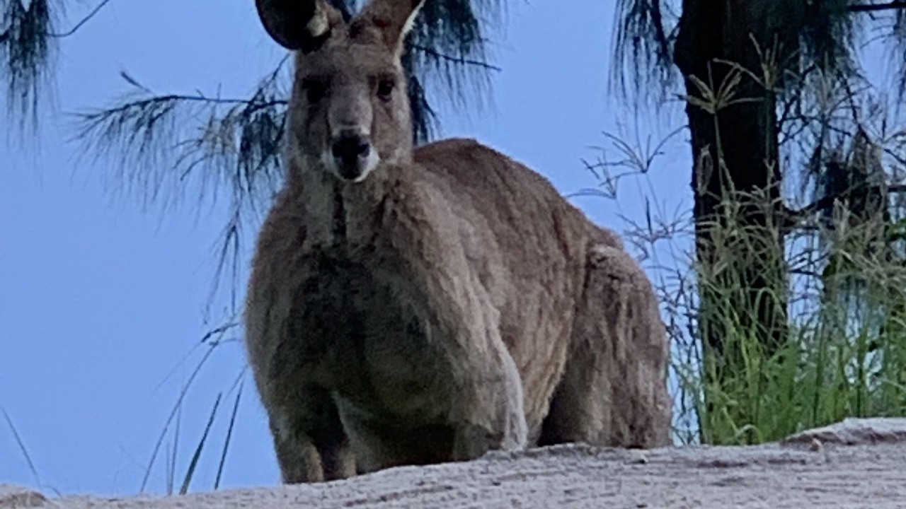Photo of Outdoor in South Maroota