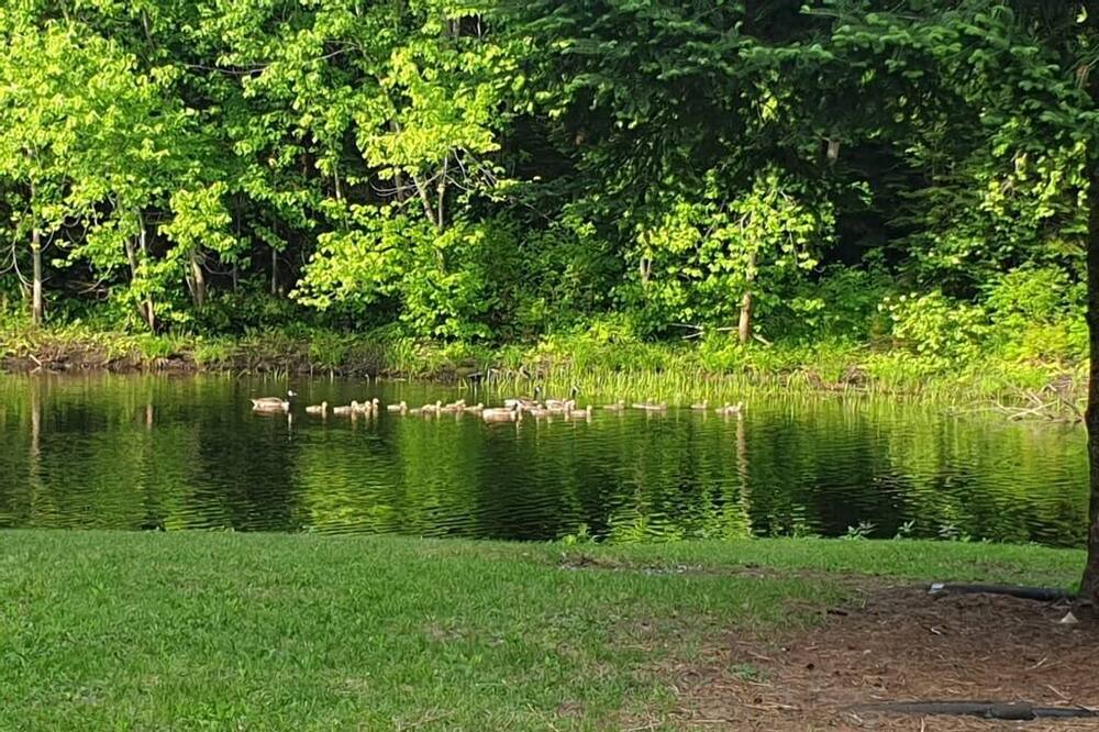 Photo of Outdoor in Sebright