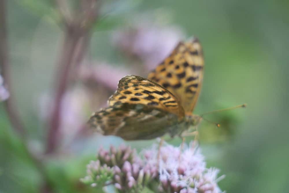 Photo of Outdoor in Azillanet