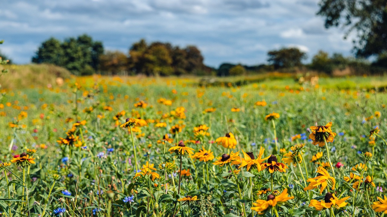Photo of Outdoor in Arnold