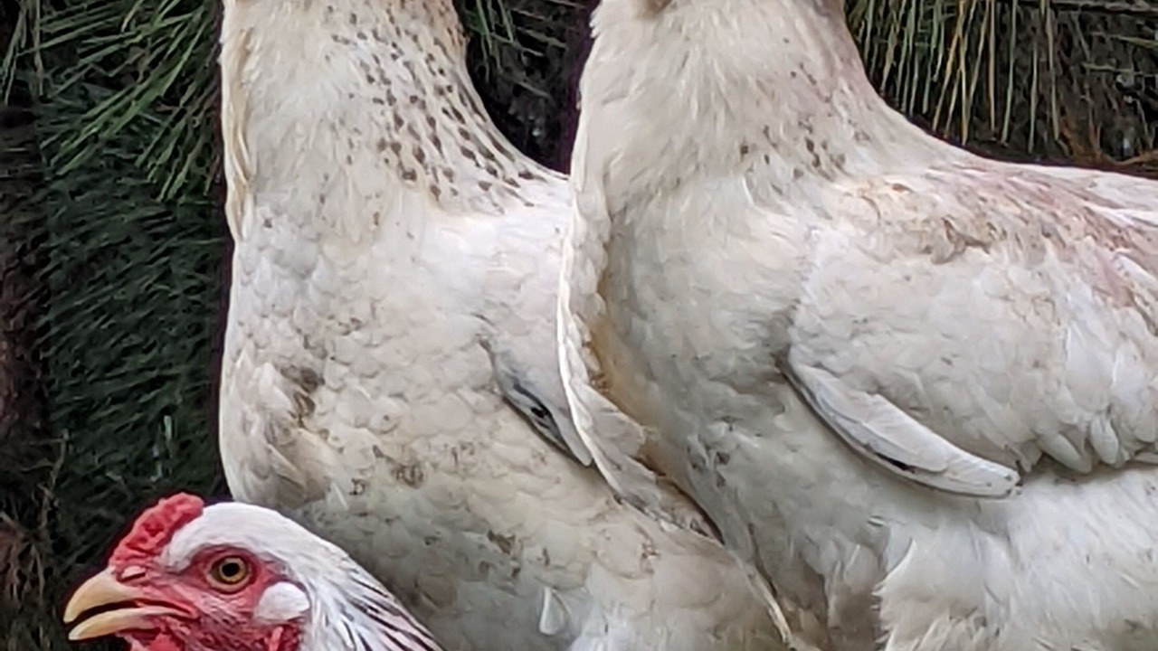 Photo of Others in Severn