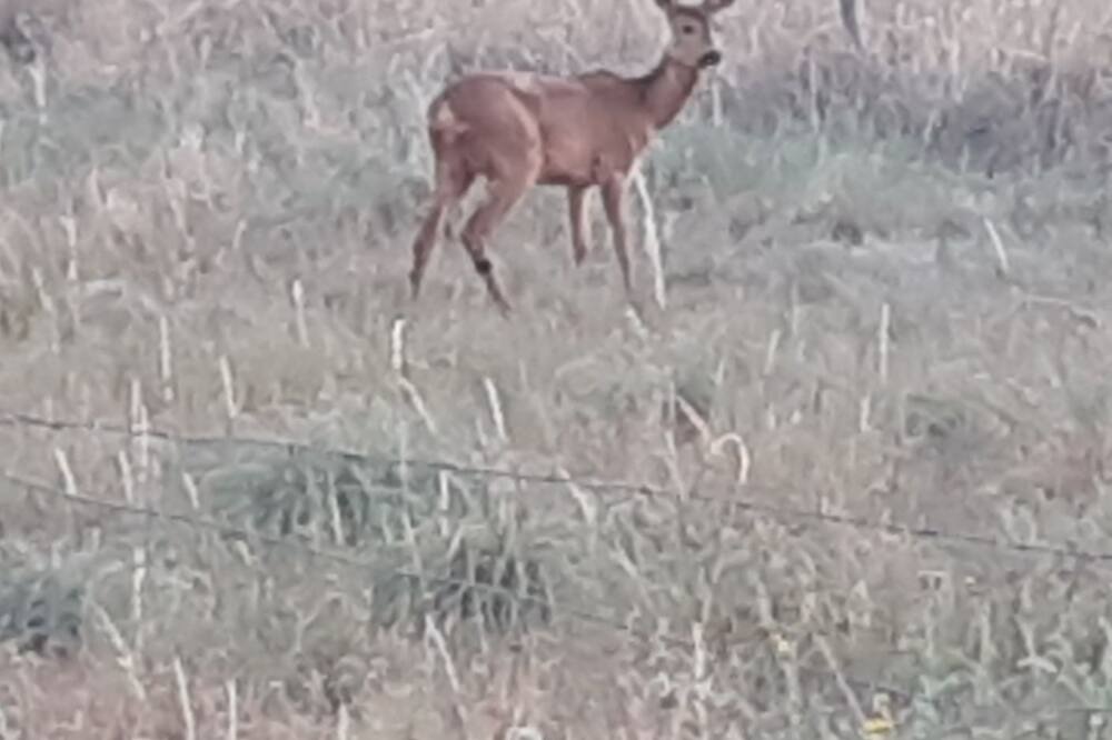 Photo of Others in Nevoy