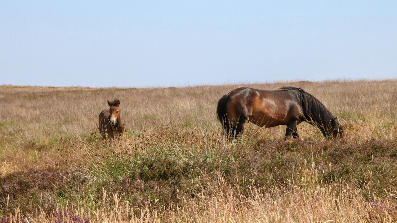 Photo of Others in Tiverton