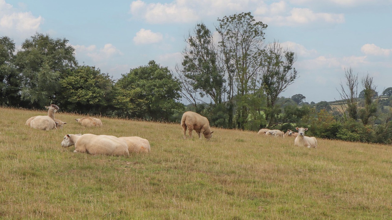 Photo of Others in Tiverton