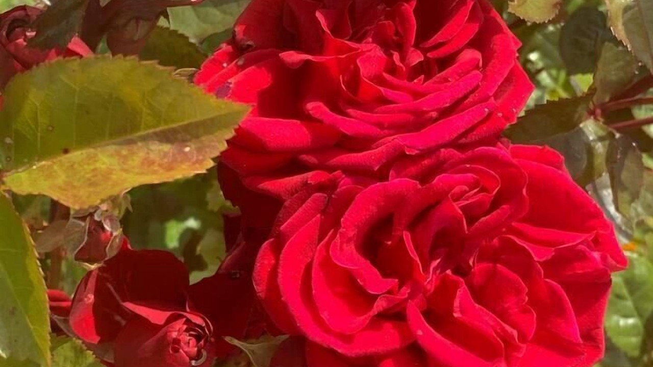 Photo of Others in Thornton-le-Moors