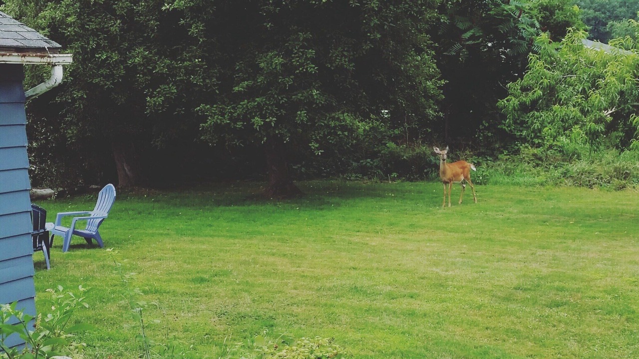 Photo of Outdoor in Allegany