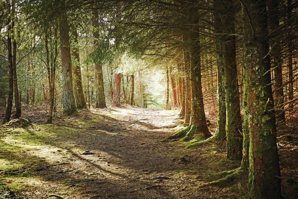 Photo of Others in North York Moors National Park