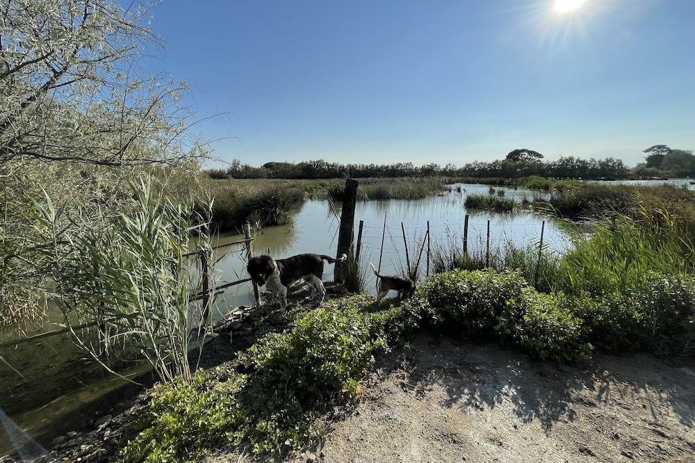 Photo of Others in Saintes-Maries-de-la-Mer