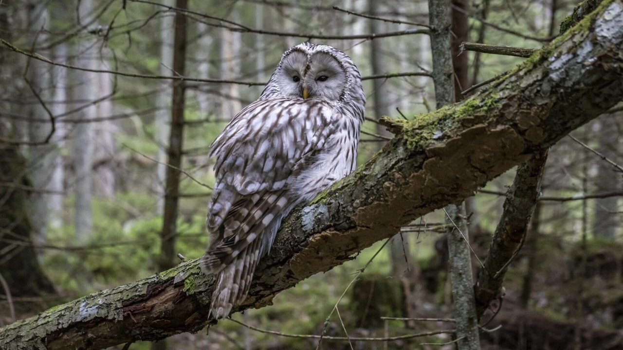 Photo of Others in Longhope