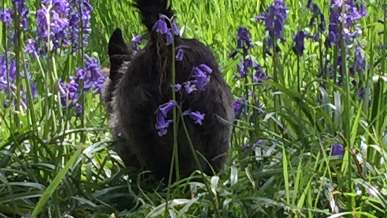 Photo of Others in Longhope