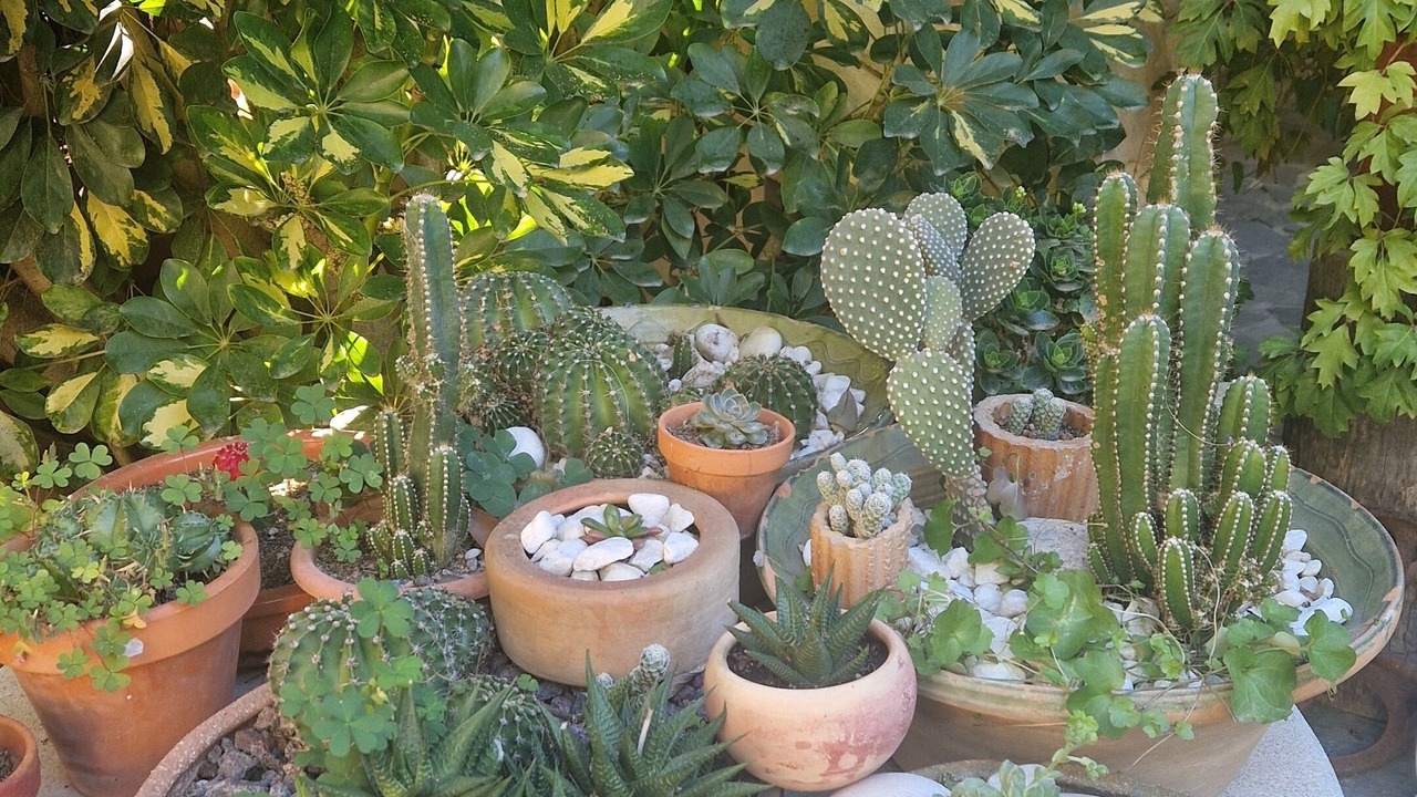 Photo of Outdoor in La Malva-rosa