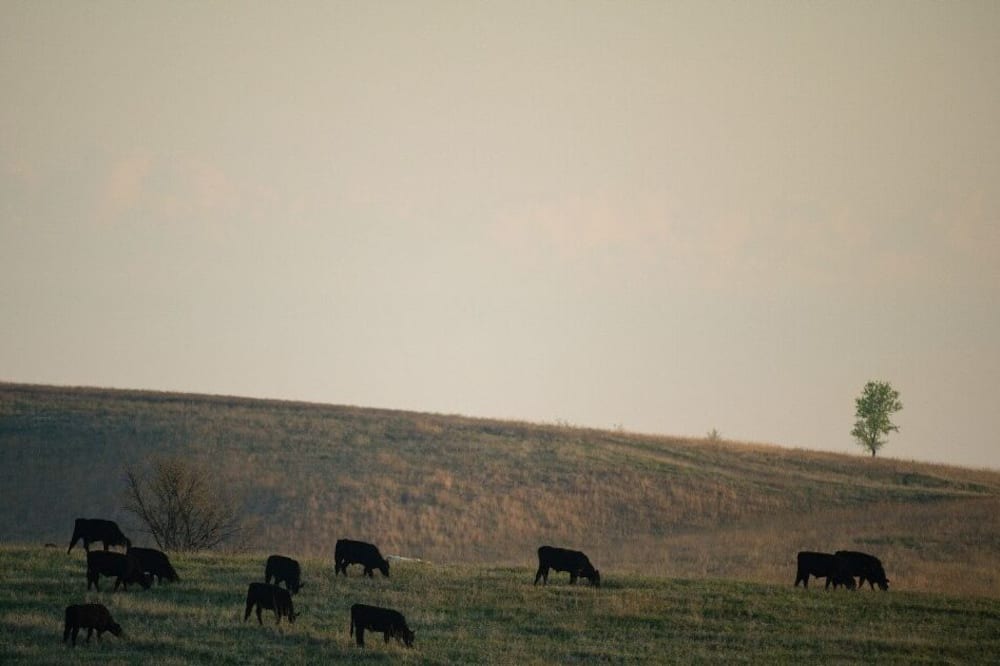 Photo of Others in Loup City