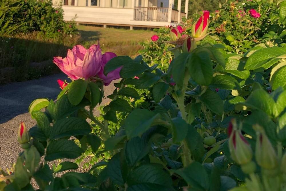 Photo of Outdoor in South Addison