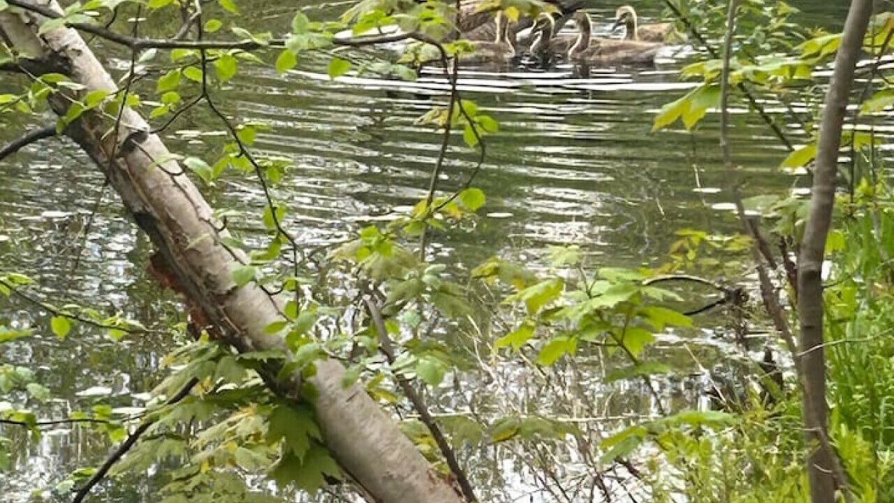Photo of Outdoor in Pine City