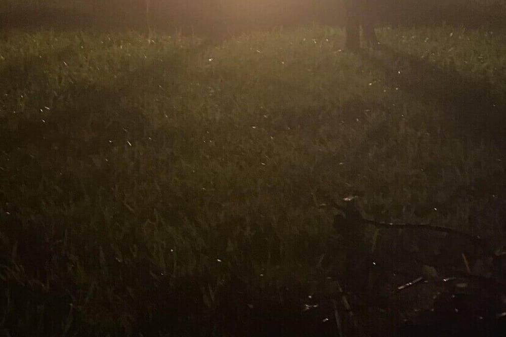 Photo of Outdoor in Bailey's Prairie