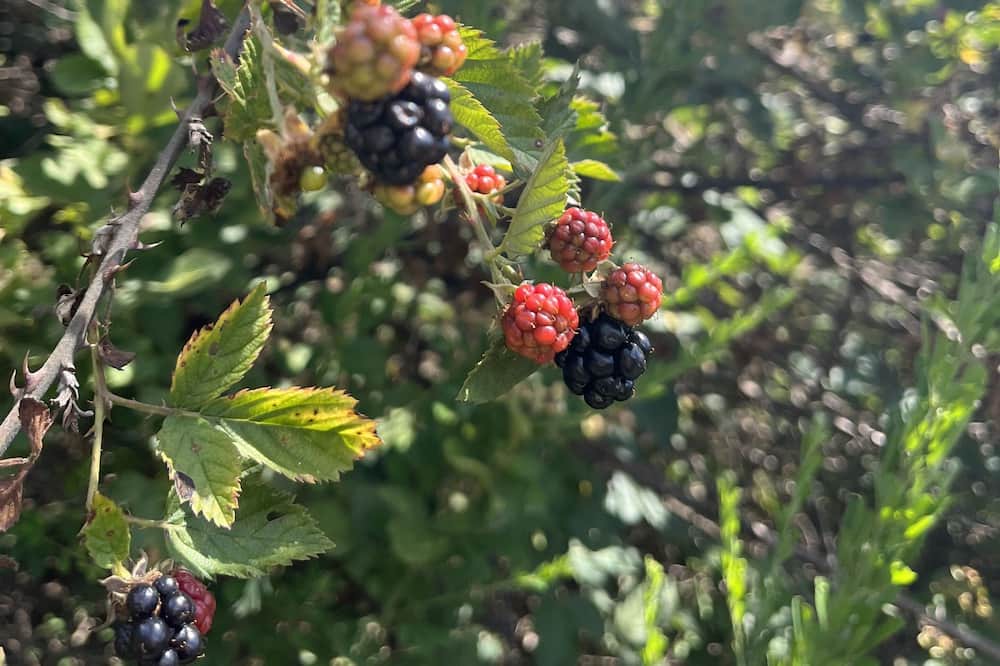 Photo of Outdoor in Licking