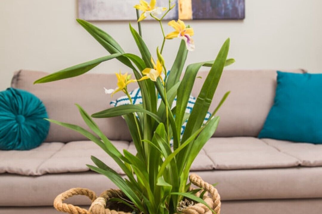 Photo of Others in Dafnata