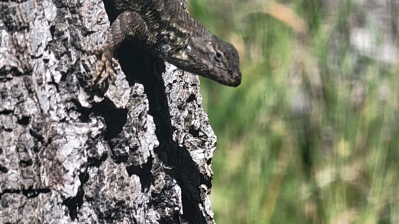 Photo of Outdoor in Scotts Valley
