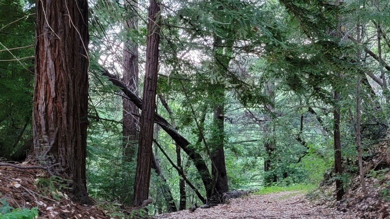 Photo of Outdoor in Scotts Valley