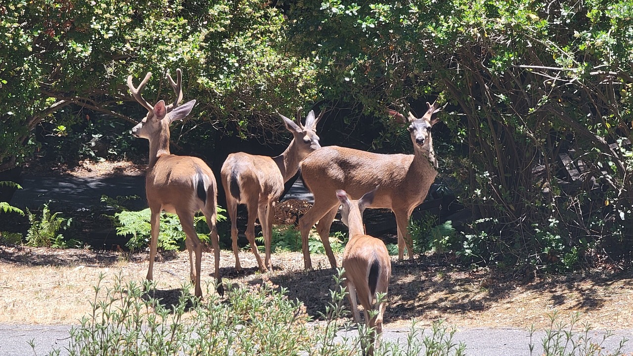 Photo of Outdoor in Scotts Valley