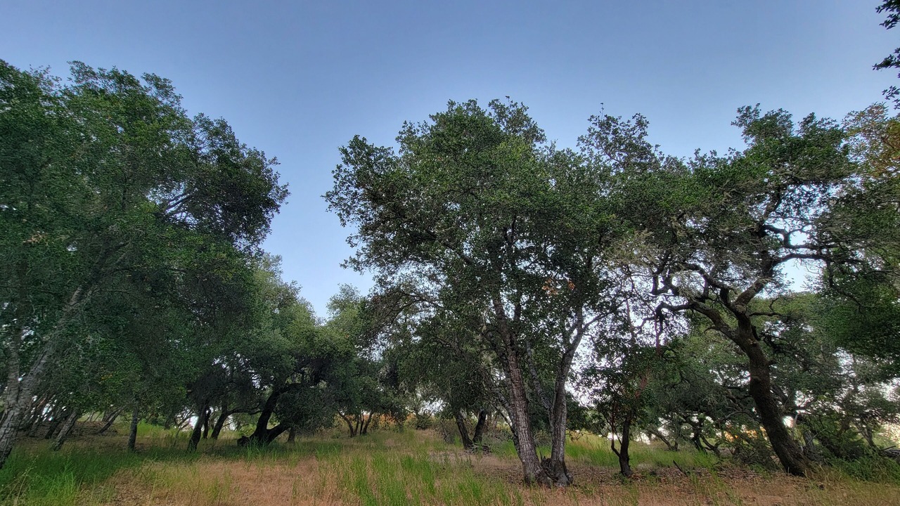 Photo of Outdoor in Scotts Valley