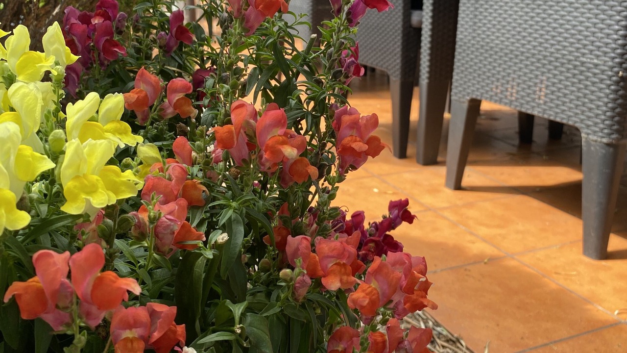 Photo of Patio Balcony in Montpellier