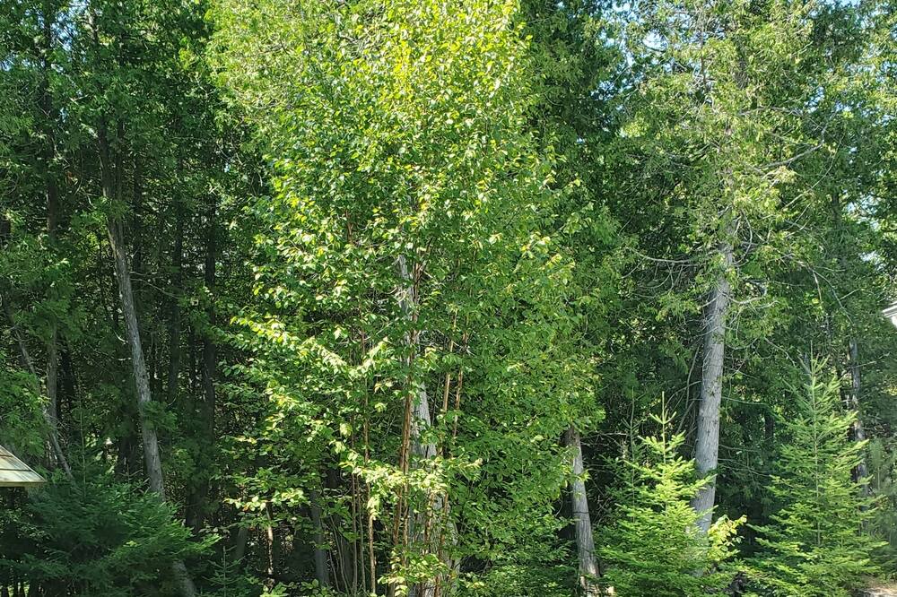 Photo of Others in Sauble Beach